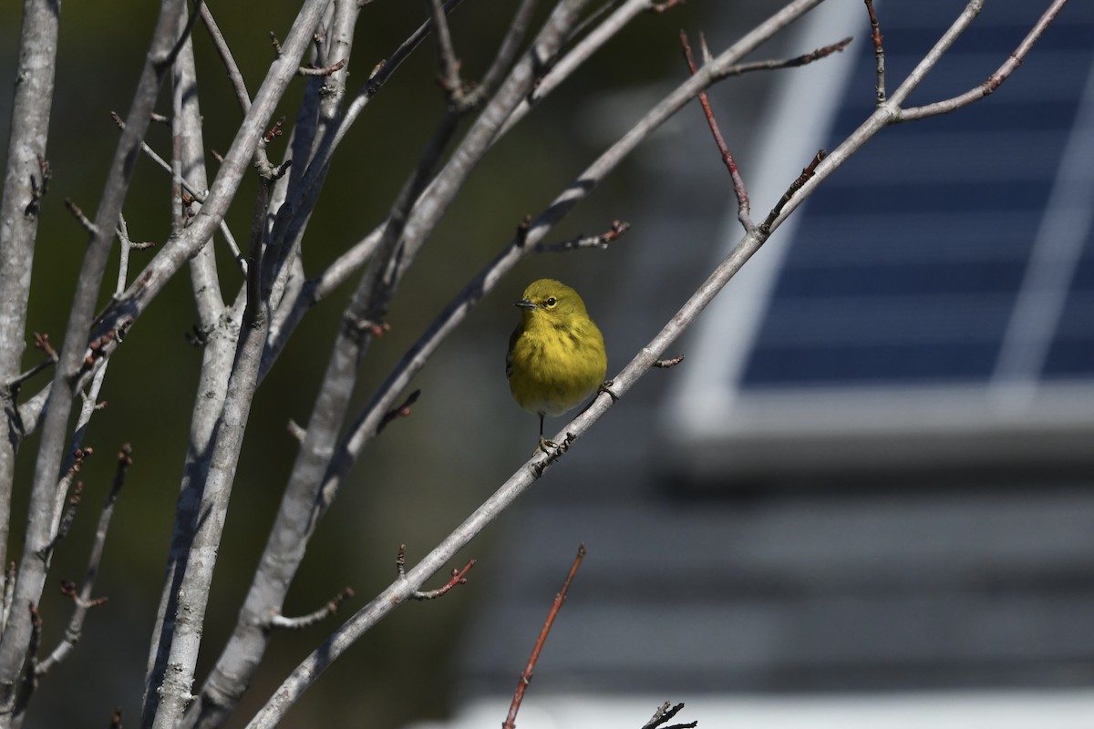Pine Warbler - ML651700880