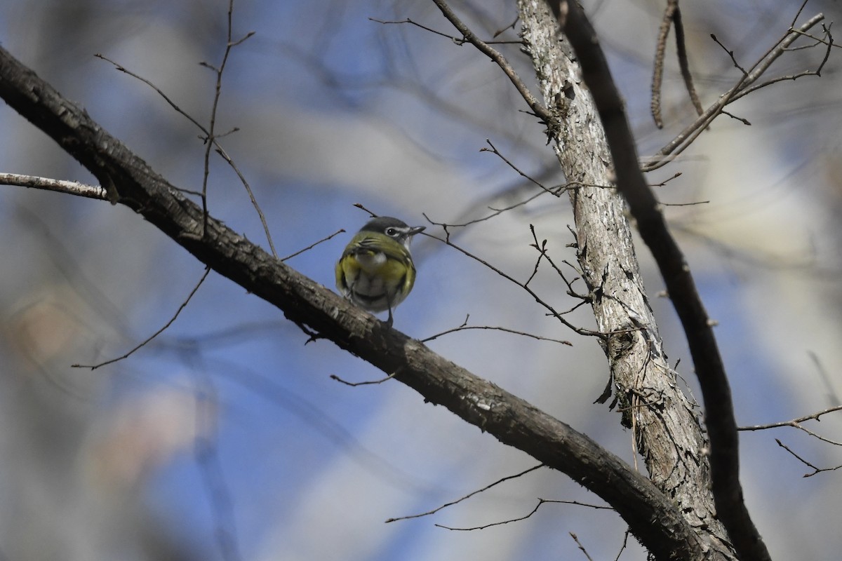 Blue-headed Vireo - ML651701029