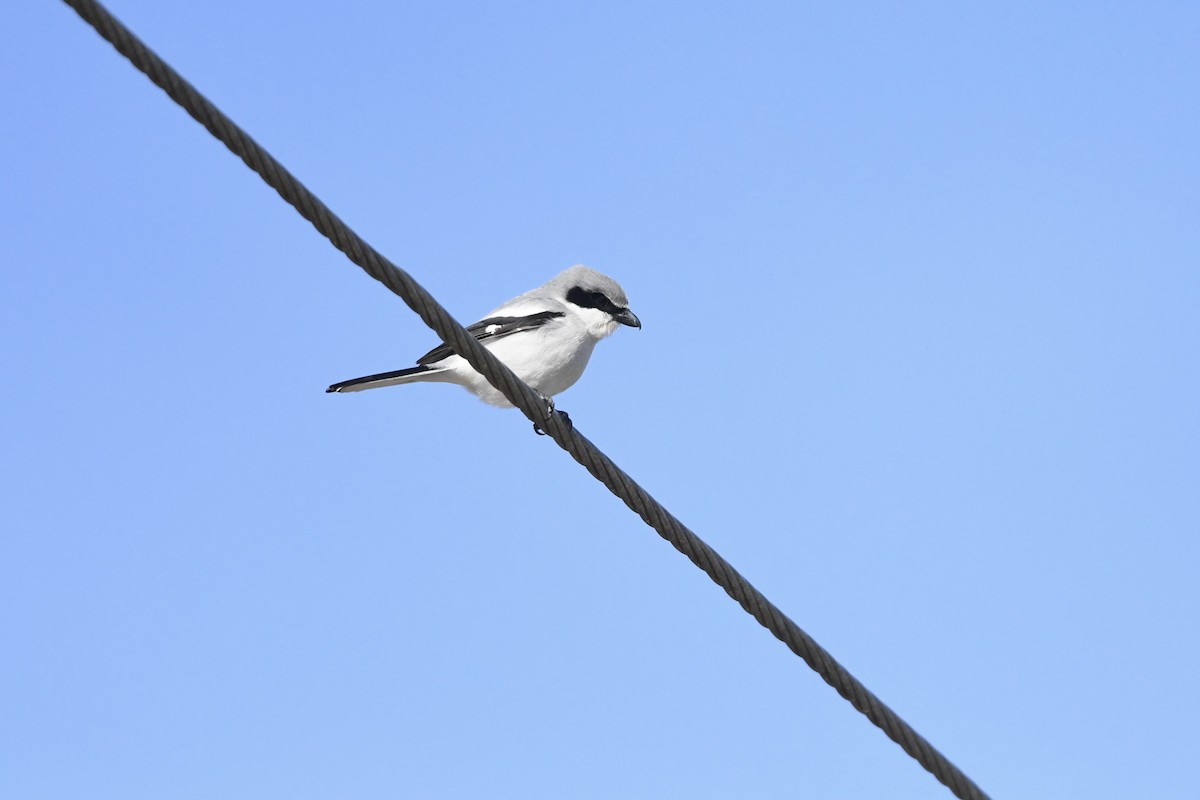 Loggerhead Shrike - ML651701120