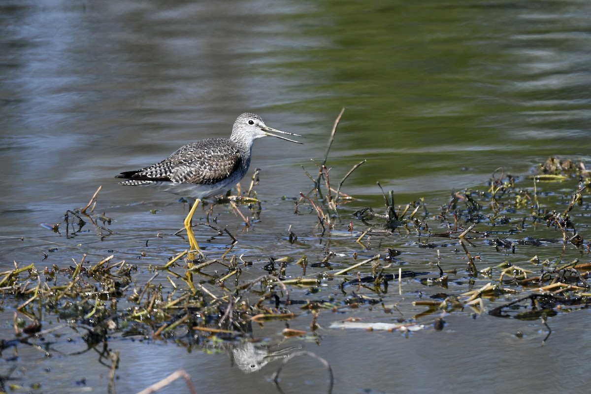 Greater Yellowlegs - ML651701191