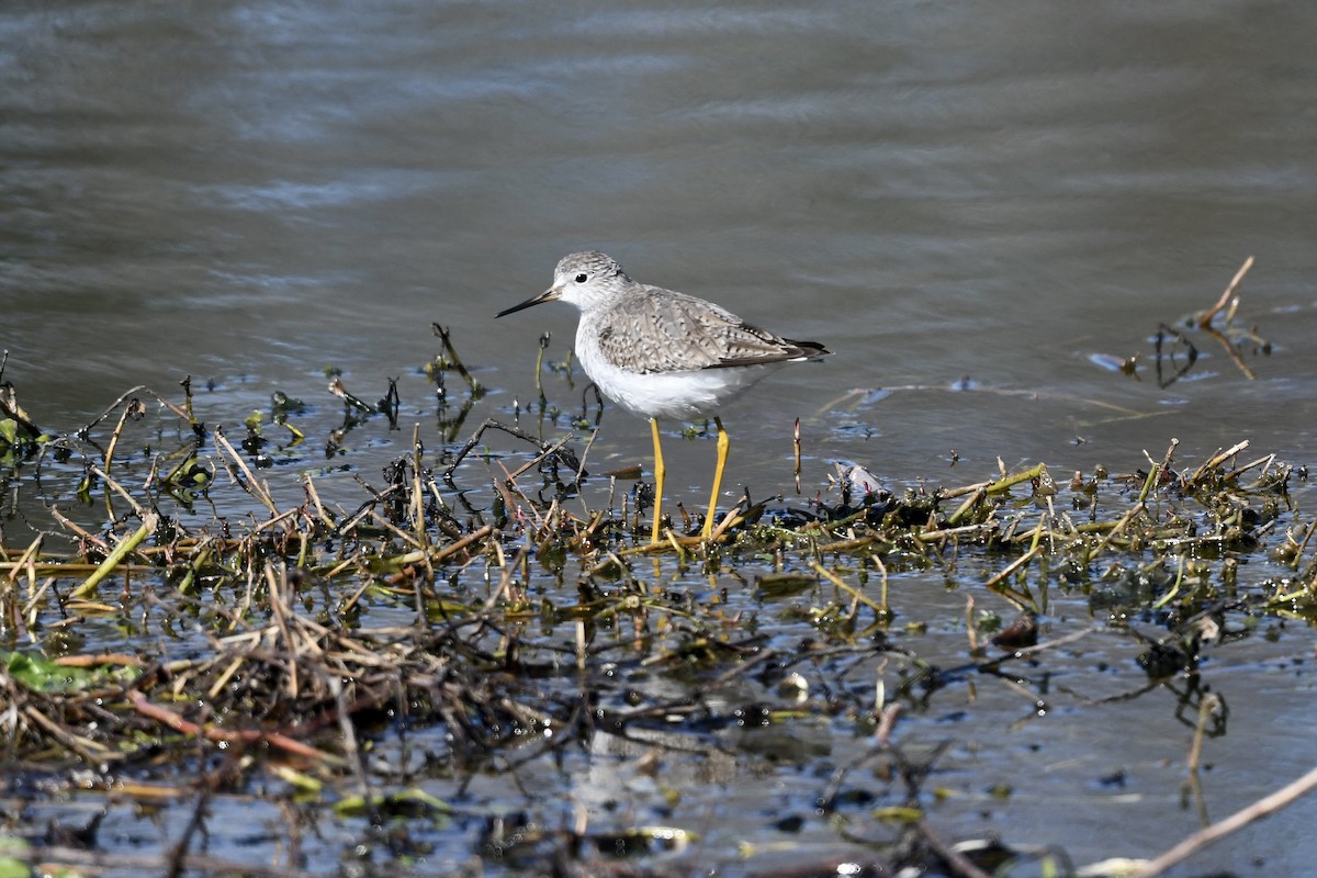 Lesser Yellowlegs - ML651701226