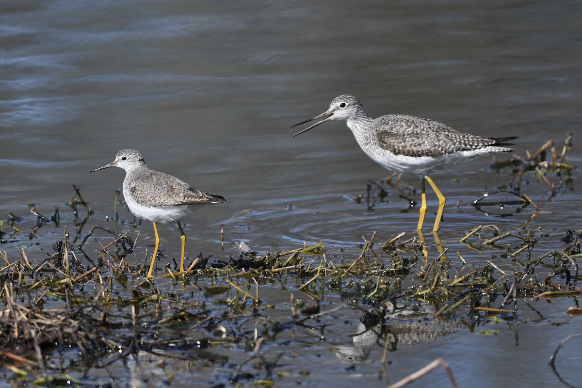 Lesser Yellowlegs - ML651701330