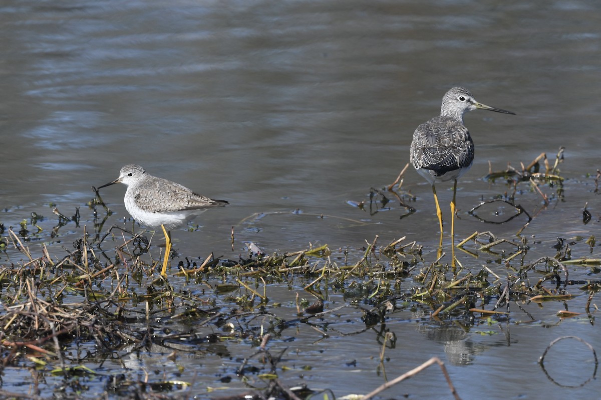 Lesser Yellowlegs - ML651701423