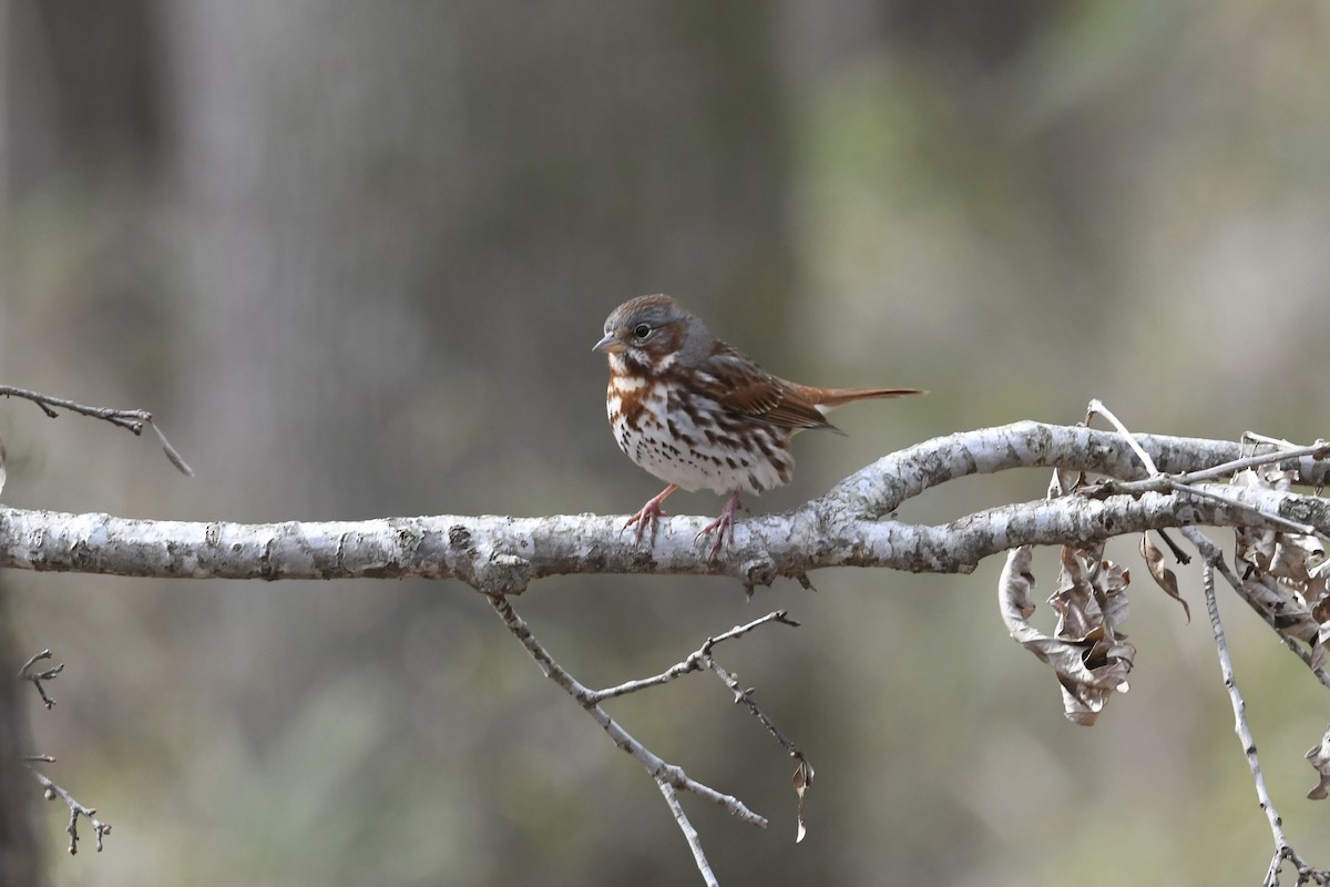 Fox Sparrow (Red) - ML651701724