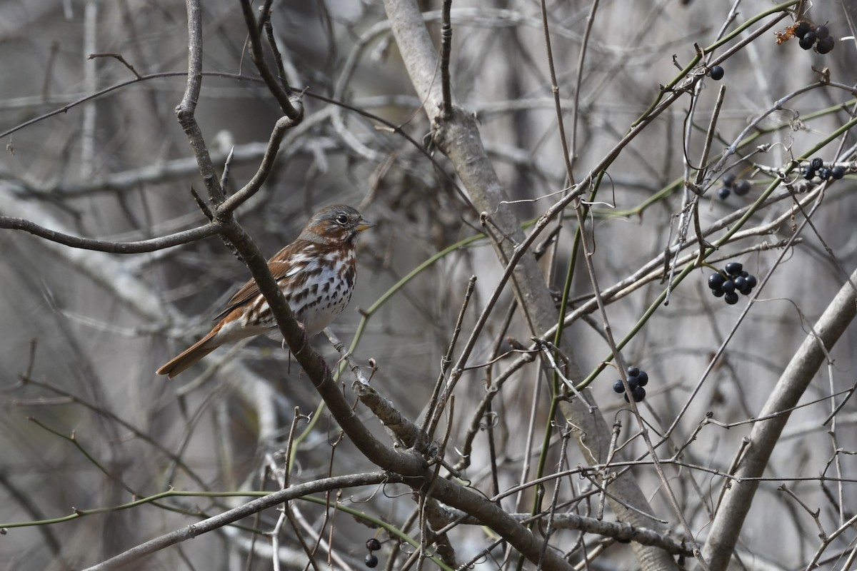 Fox Sparrow (Red) - ML651701725