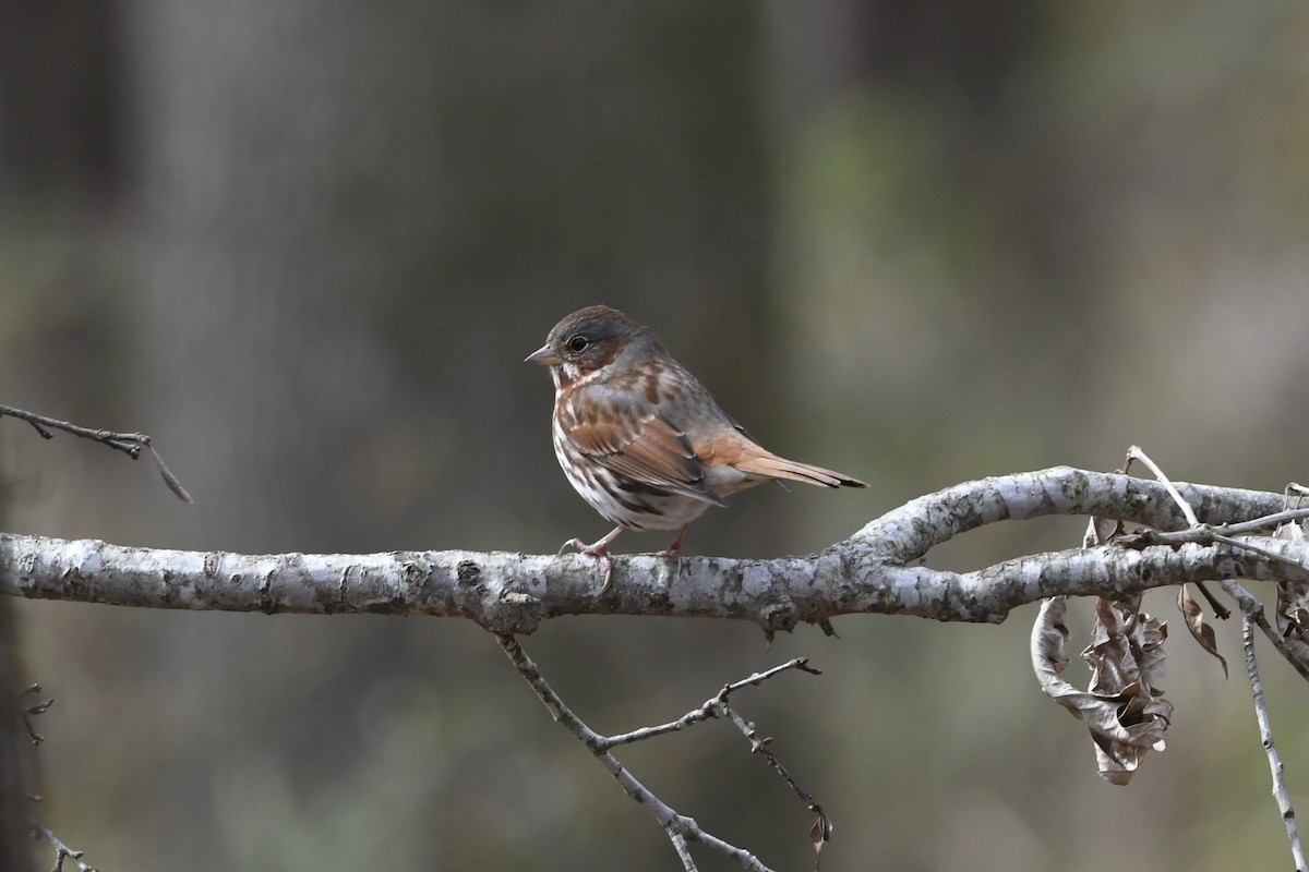 Fox Sparrow (Red) - ML651701726