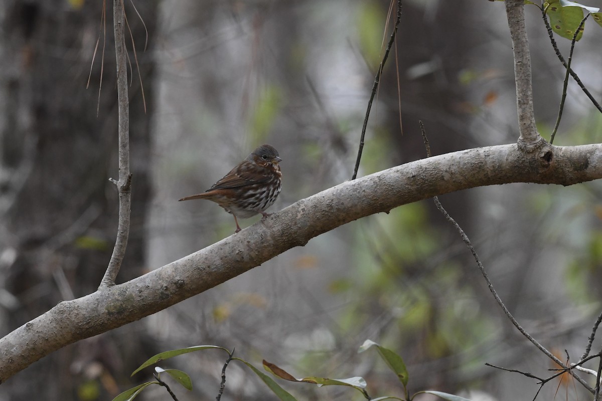 Fox Sparrow (Red) - ML651701727
