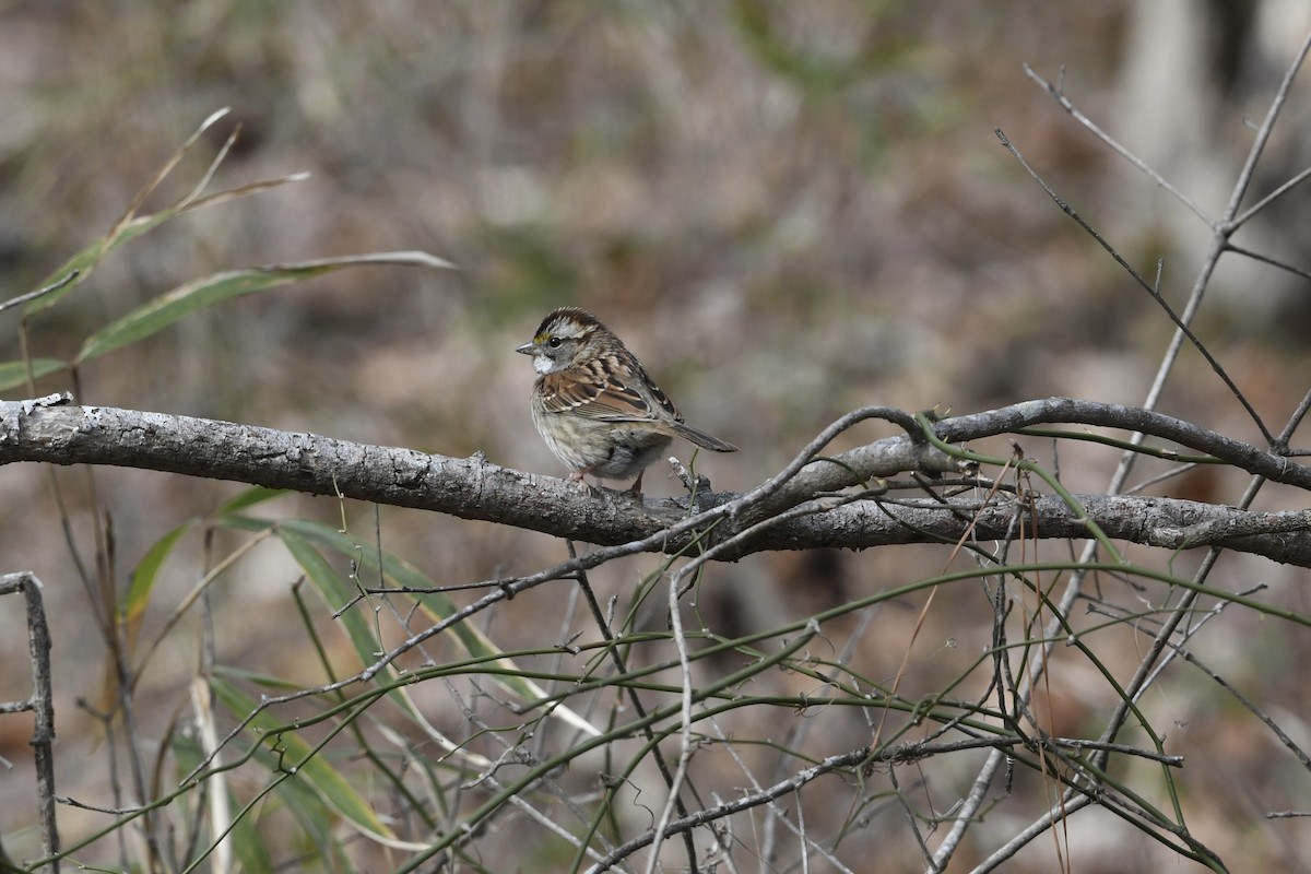 White-throated Sparrow - ML651701737