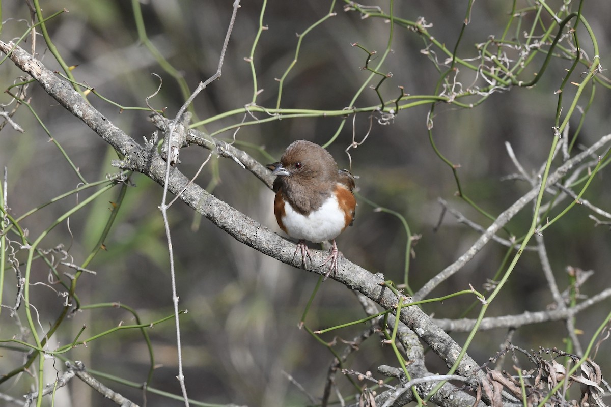 Eastern Towhee - ML651701744