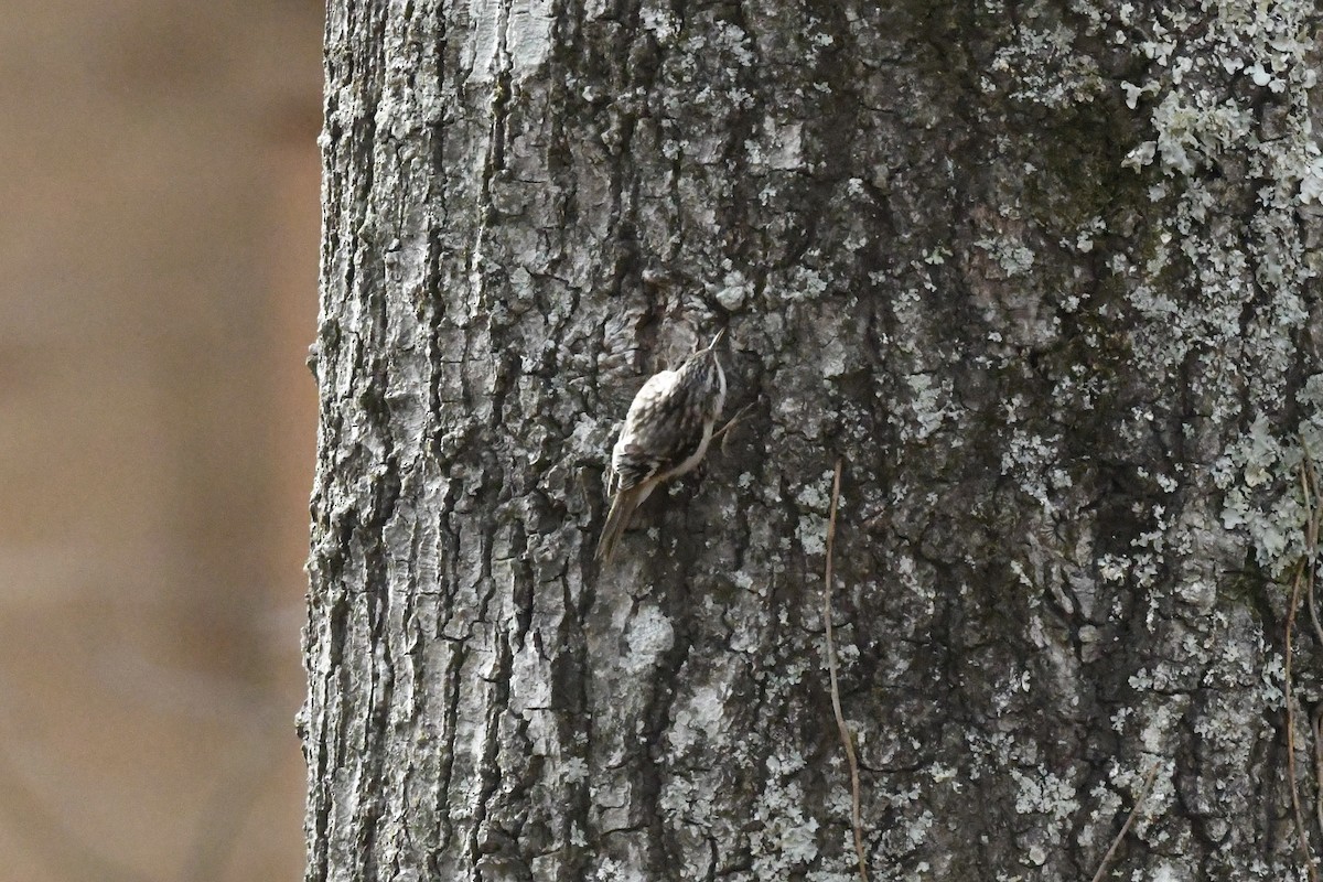 Brown Creeper - ML651701749