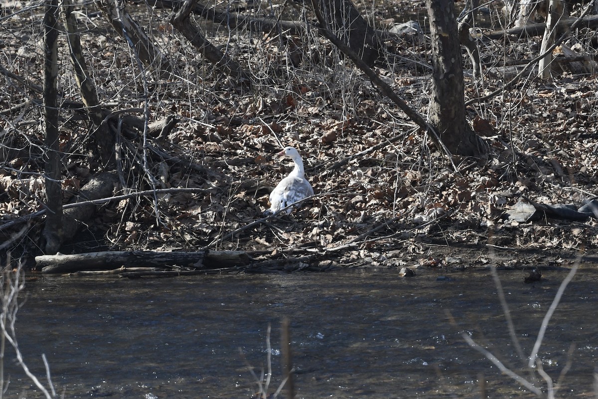 Snow Goose - ML651701853