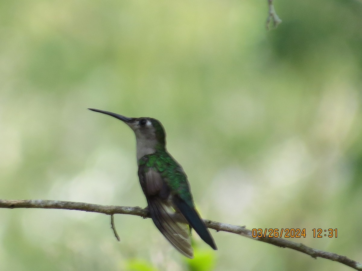 mexicosabelvinge - ML651703547