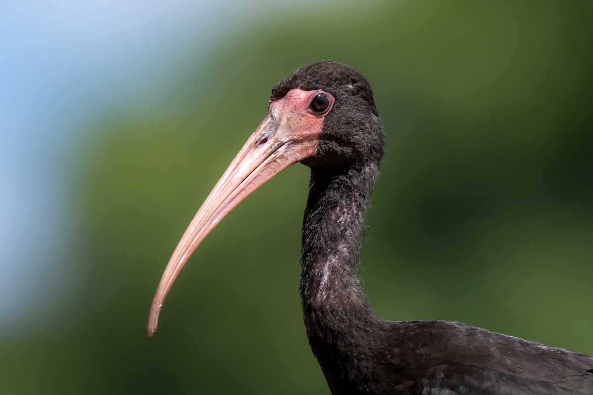 Bare-faced Ibis - ML651705136