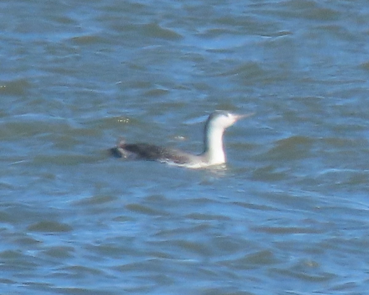 Гагара червоношия - ML651706717