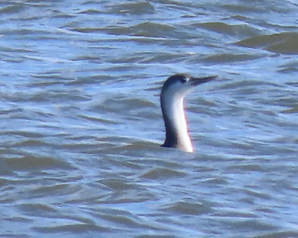 Гагара червоношия - ML651706723