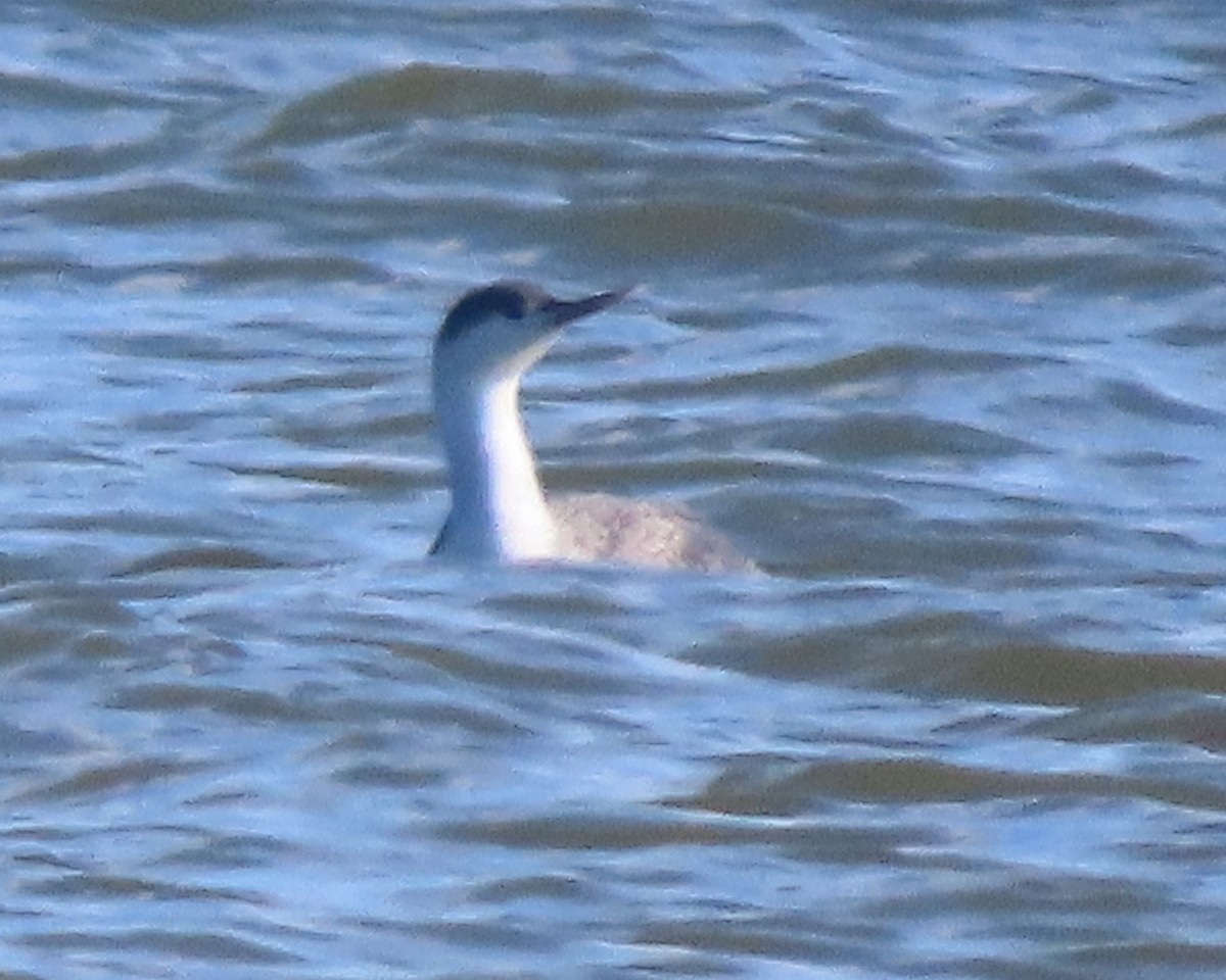 Гагара червоношия - ML651706730