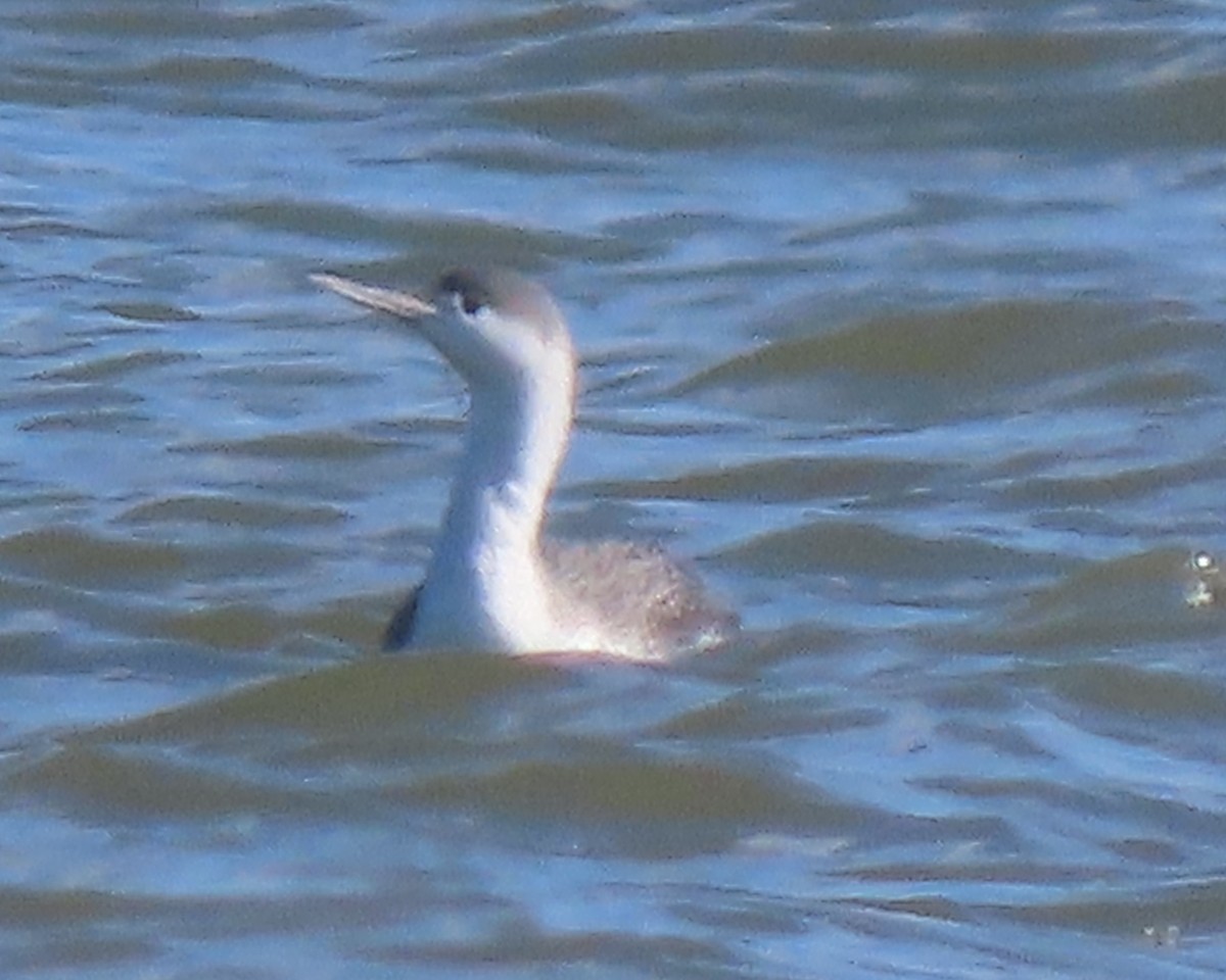 Гагара червоношия - ML651706741