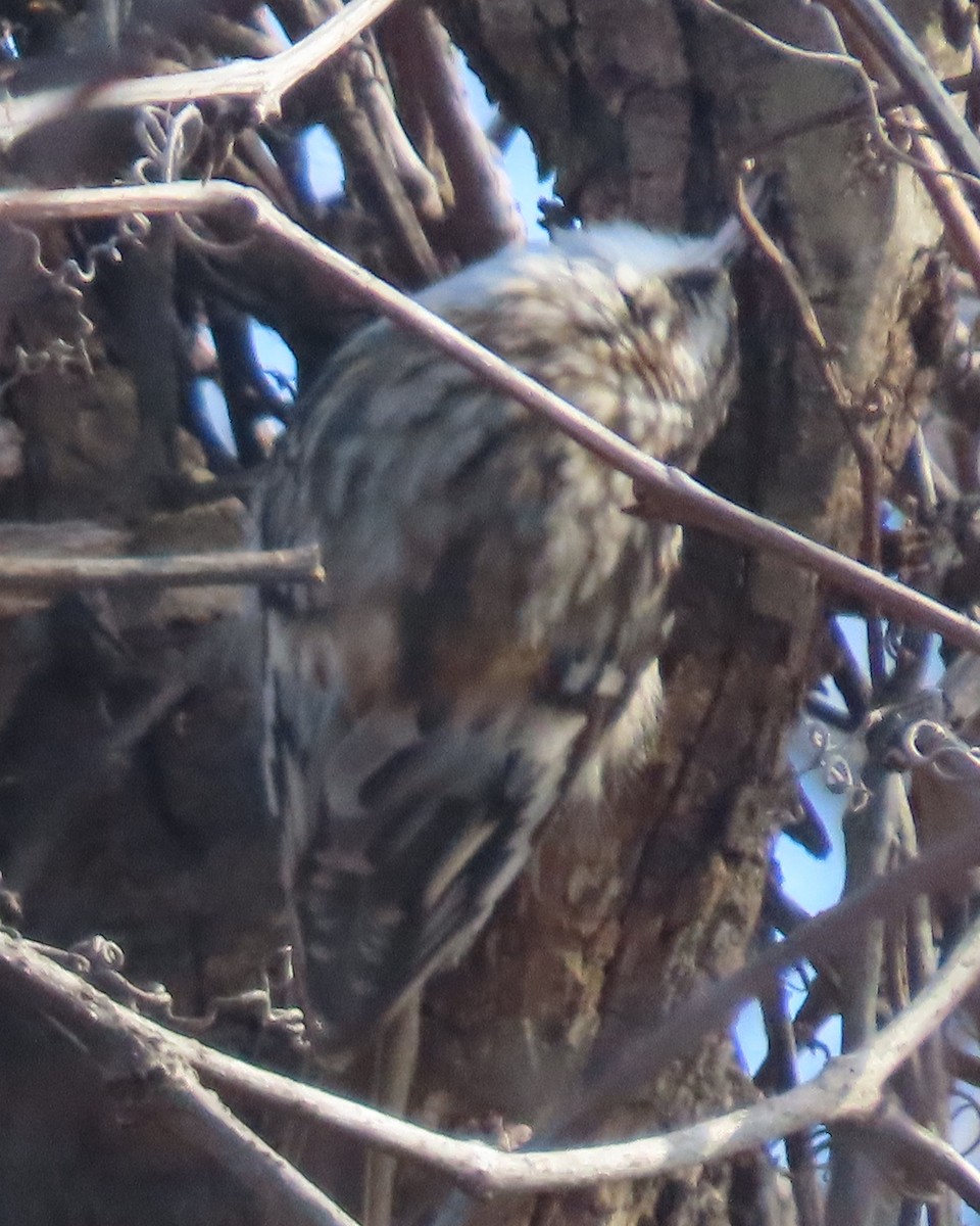 Підкоришник американський - ML651706772