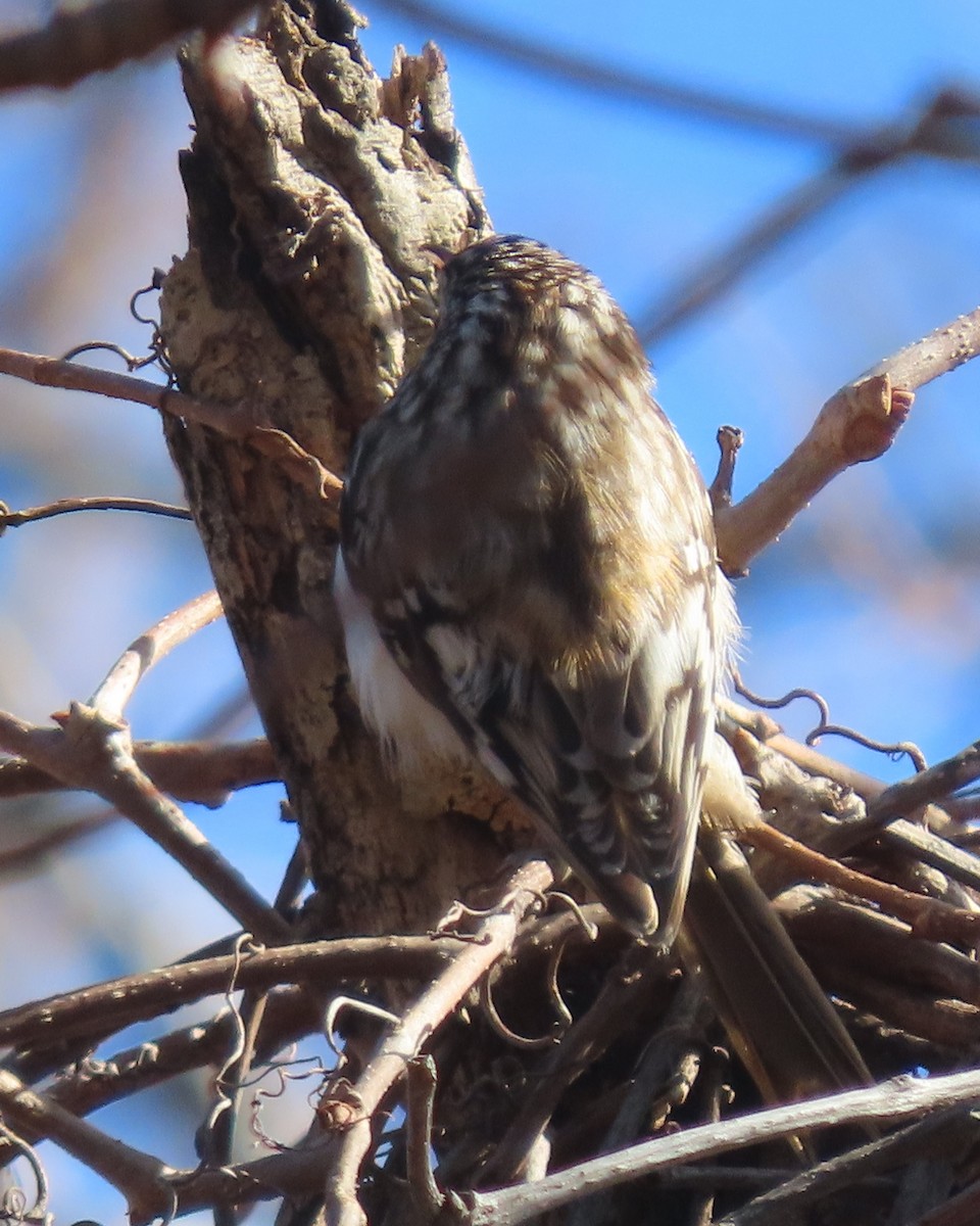Підкоришник американський - ML651706773