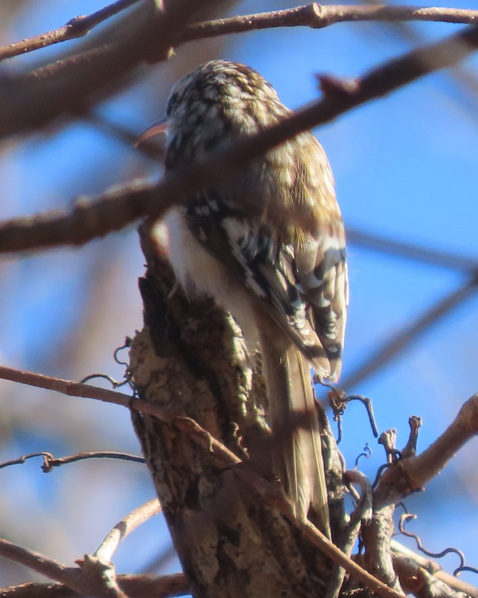 Підкоришник американський - ML651706774