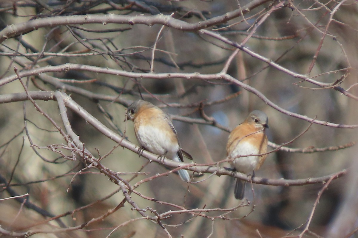 Блакитник східний - ML651706802