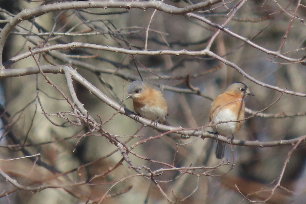 Блакитник східний - ML651706803
