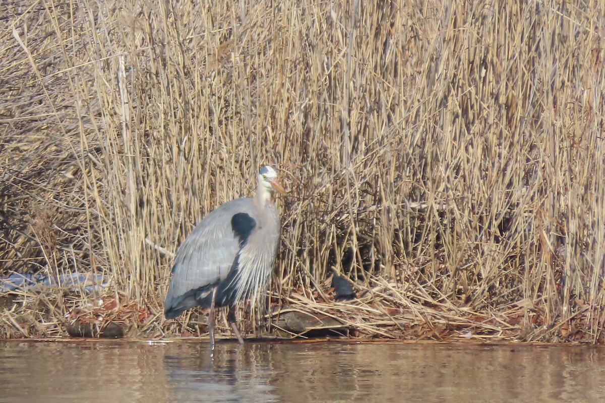 Чапля північна - ML651706840