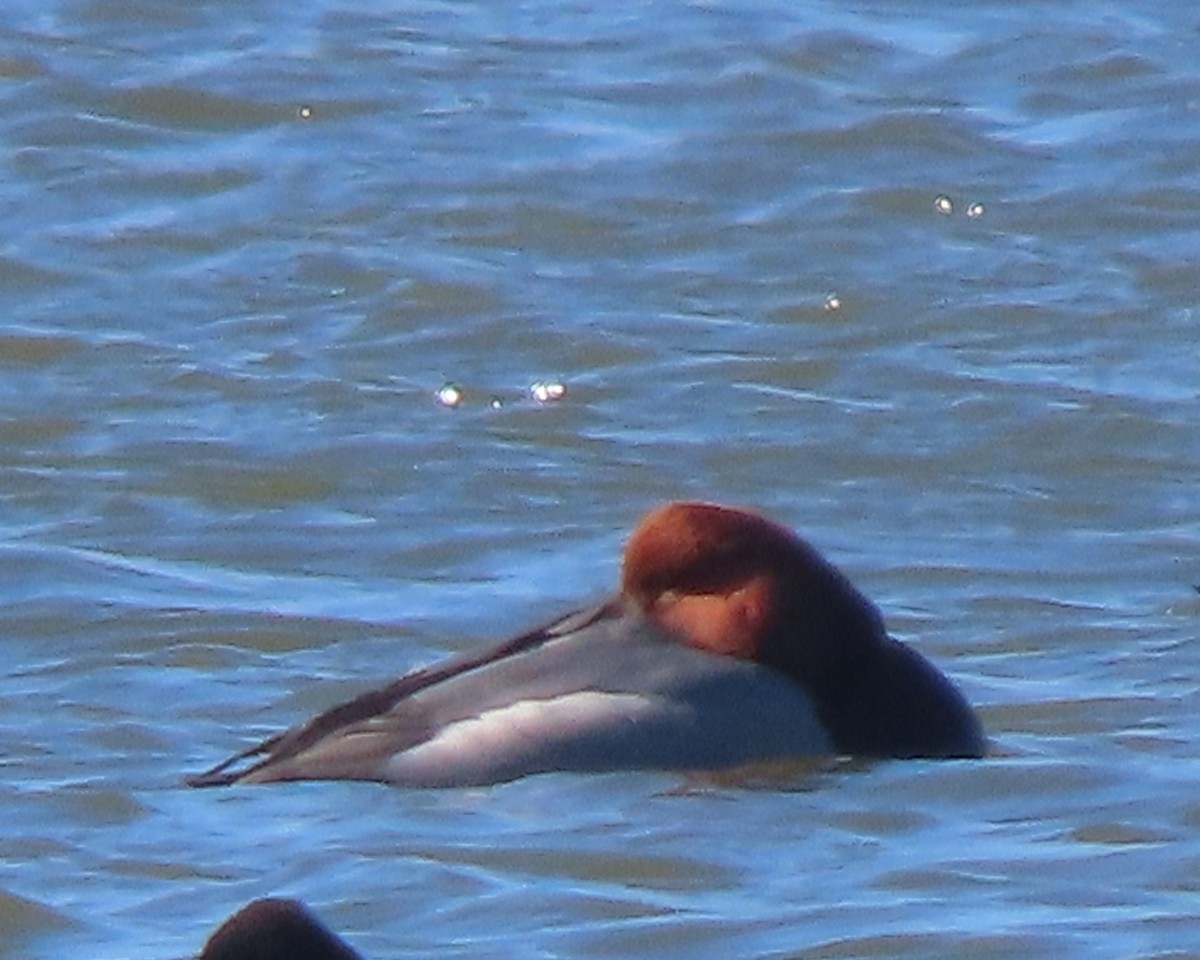 Попелюх американський - ML651706939