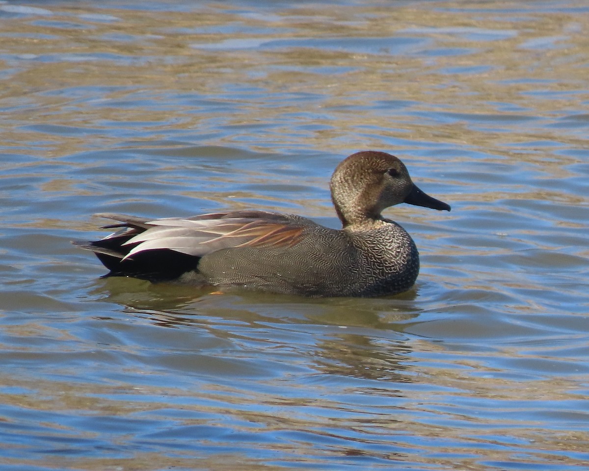 Нерозень - ML651707042
