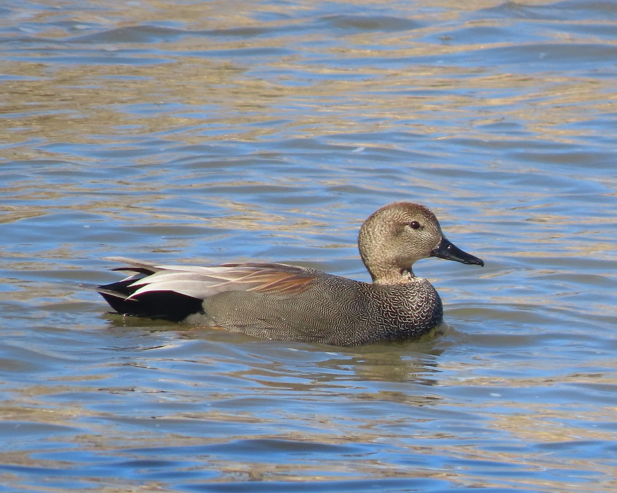 Нерозень - ML651707043