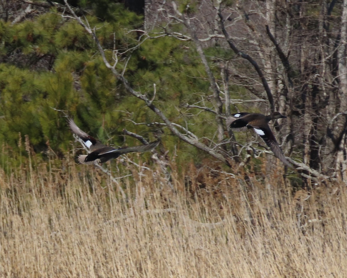 Нерозень - ML651707196