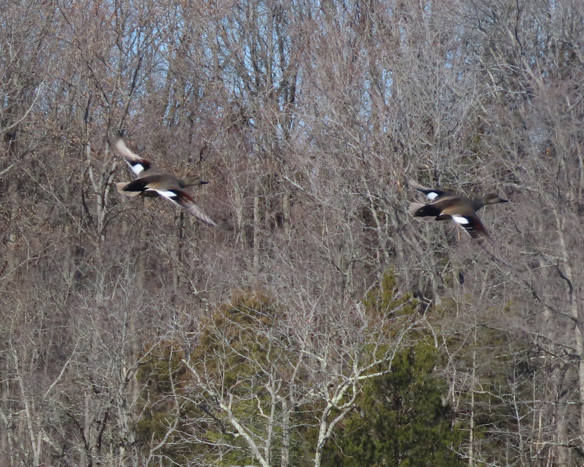 Нерозень - ML651707197