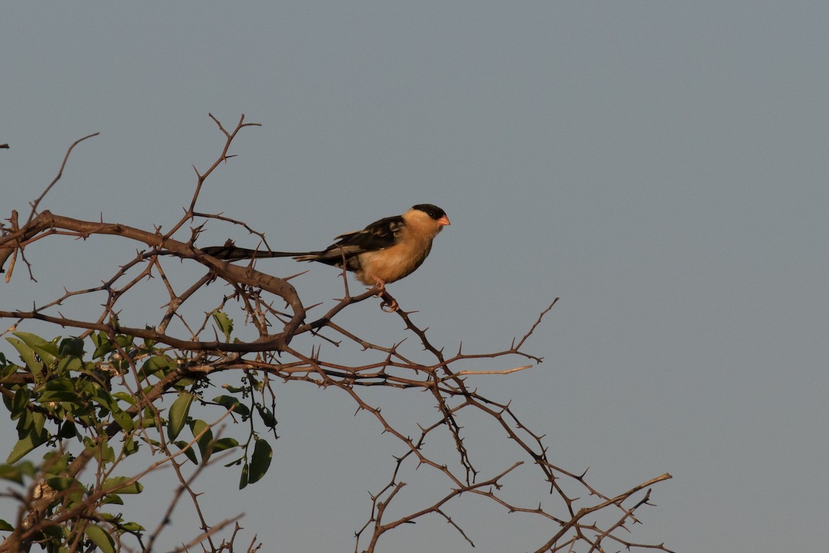 Shaft-tailed Whydah - ML65170721