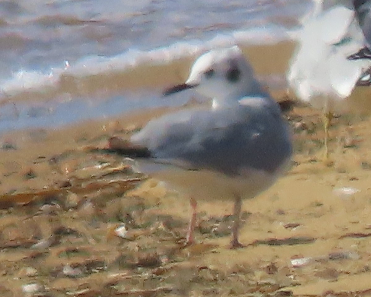 Мартин канадський - ML651707216