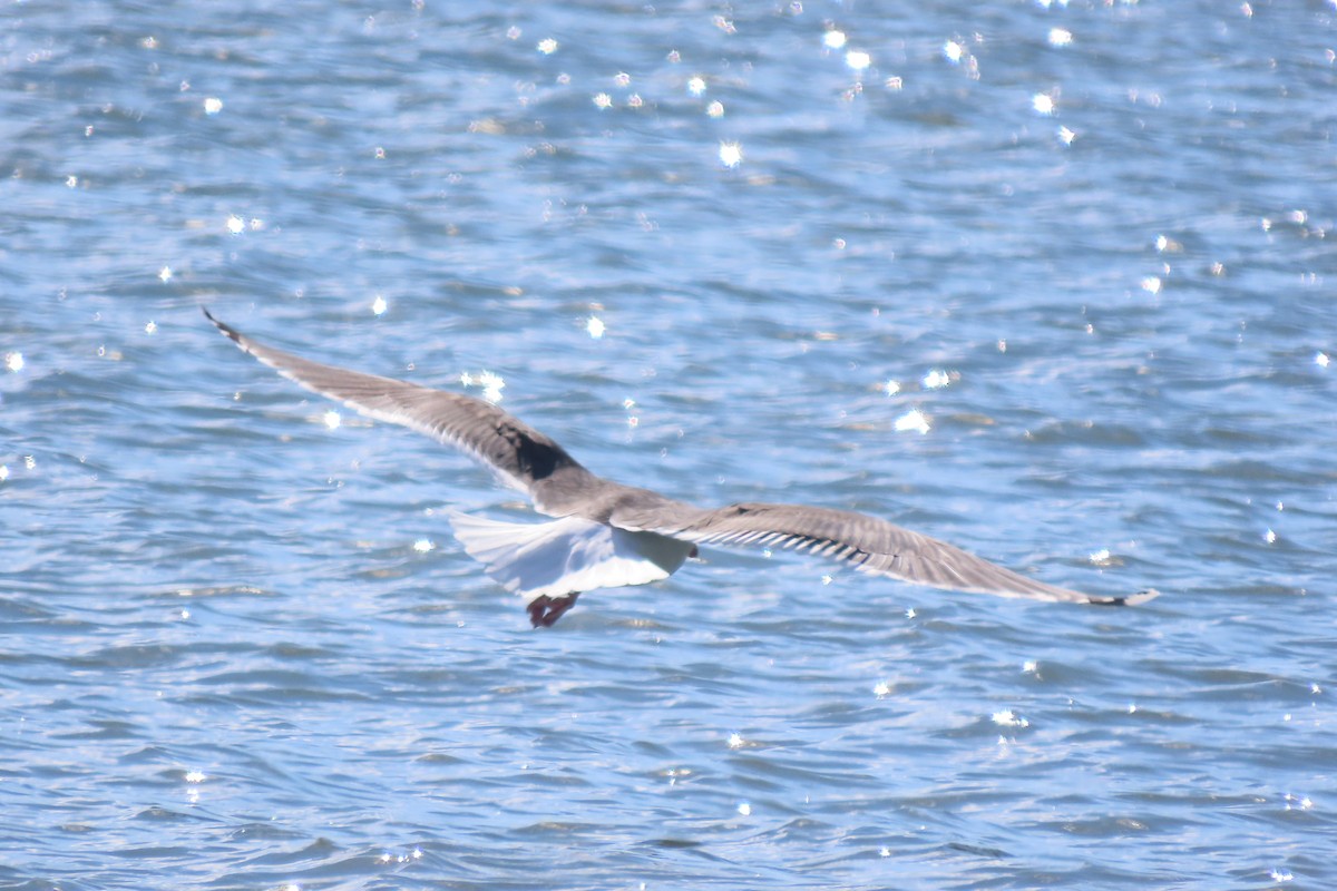 Мартин морський - ML651707255