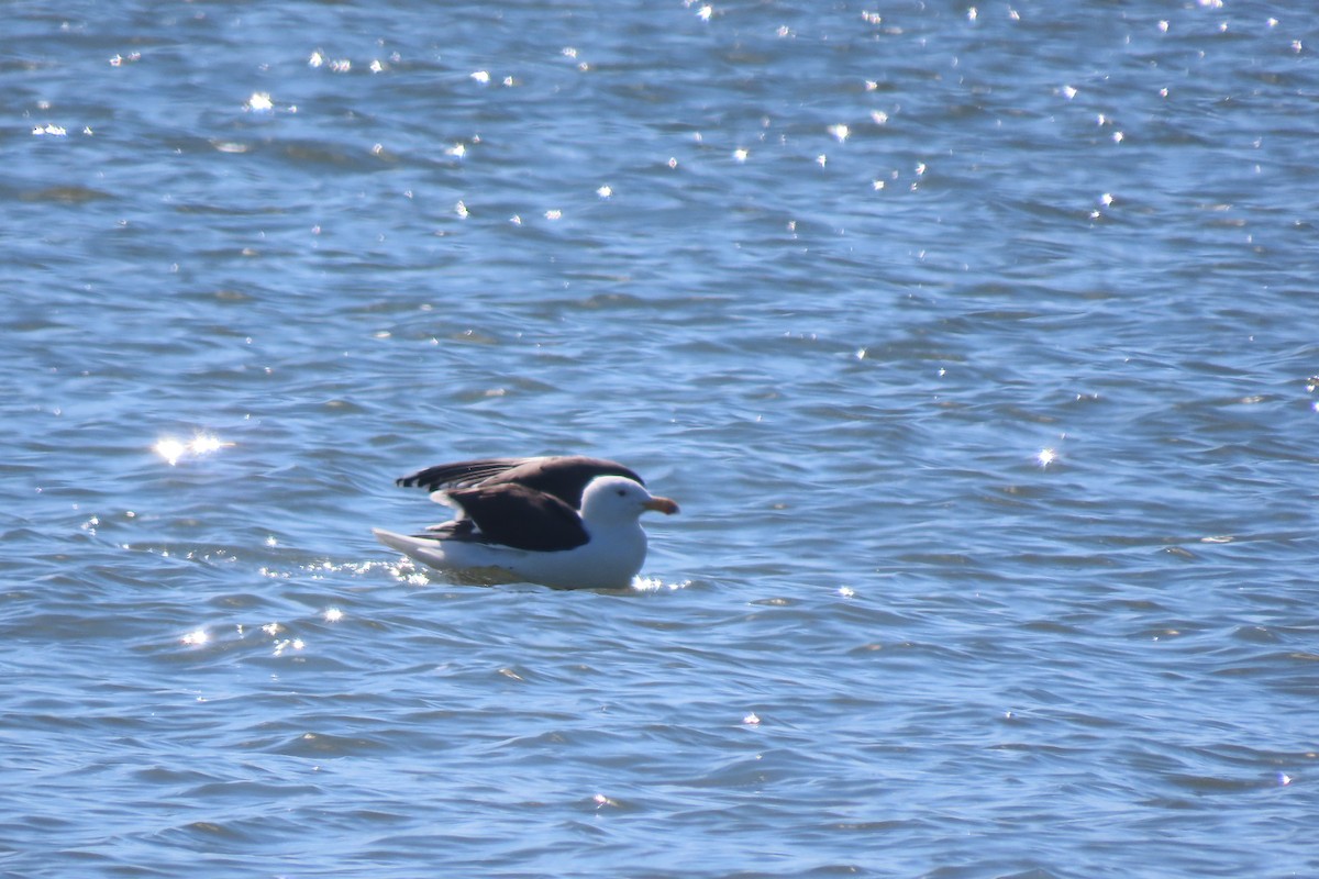 Мартин морський - ML651707259