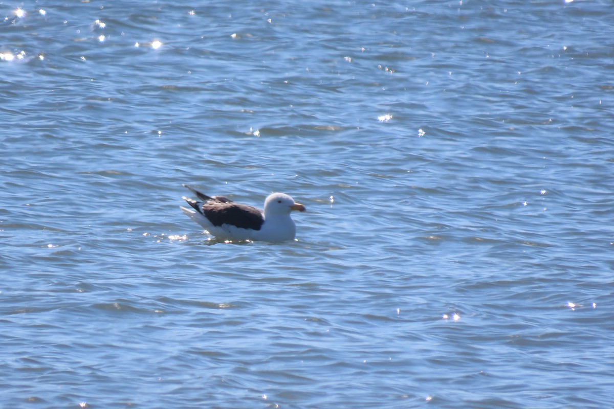 Мартин морський - ML651707260