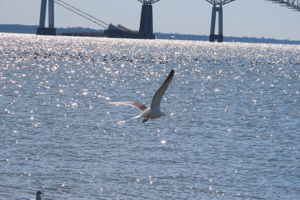 Мартин морський - ML651707261