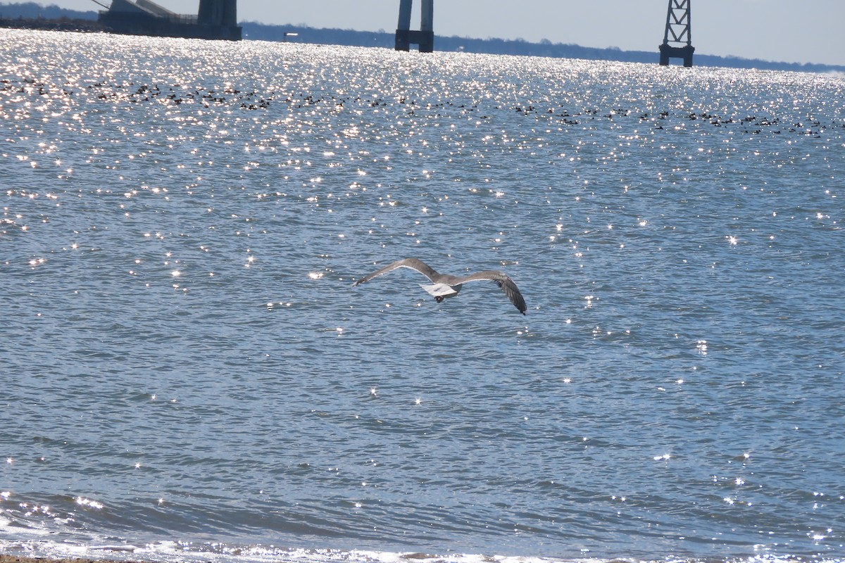 Мартин морський - ML651707262