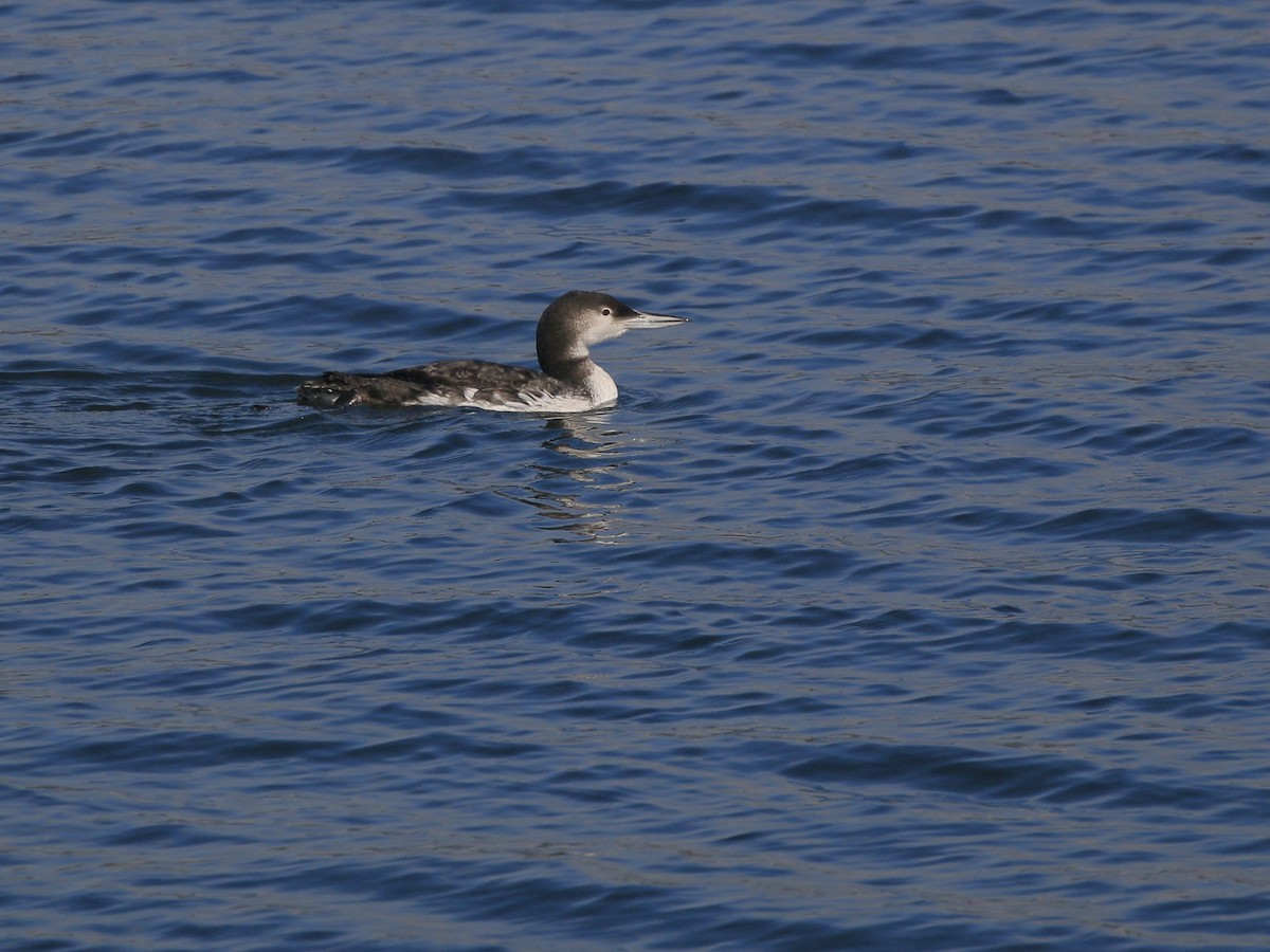 Strolaga maggiore - ML651707446