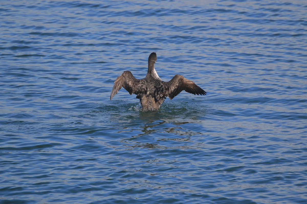 Strolaga maggiore - ML651707450