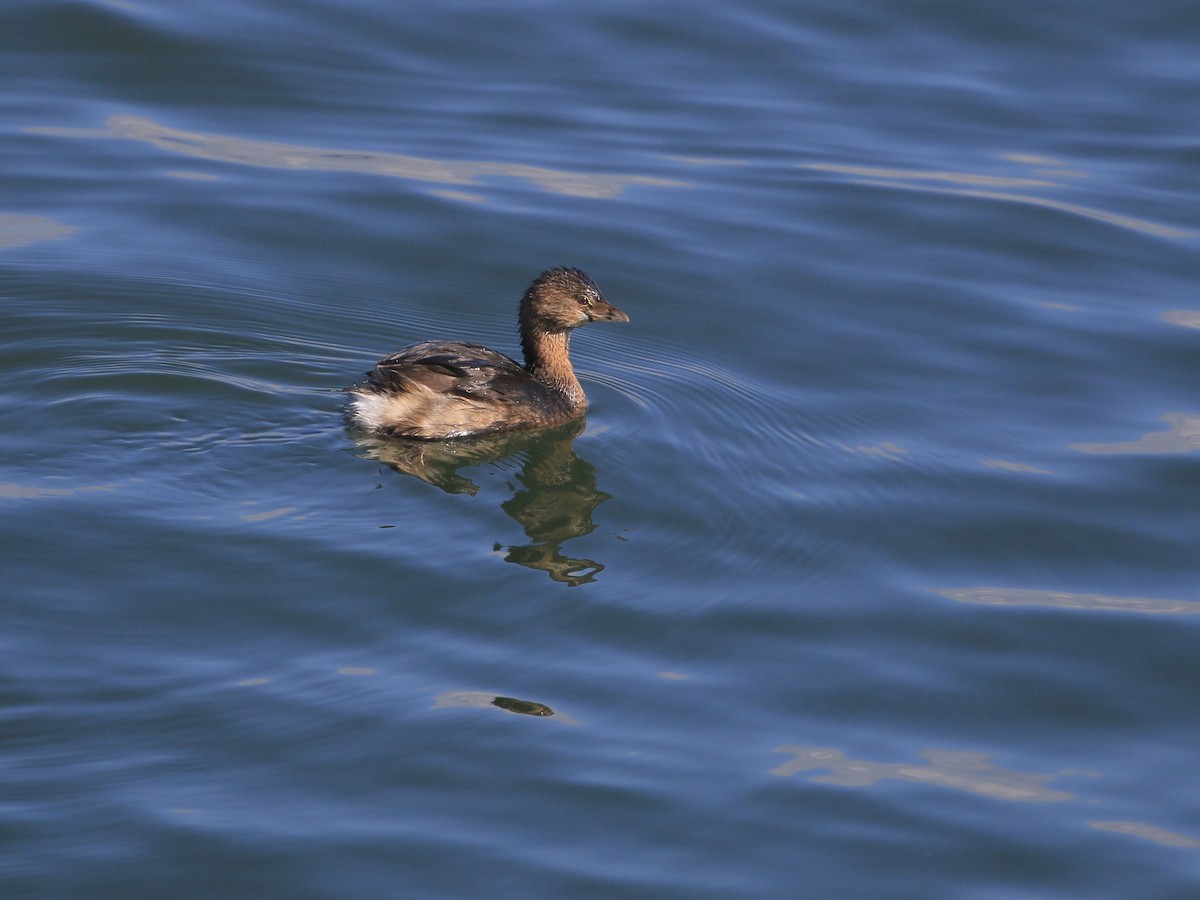 Pied-billed Grebe - ML651707456