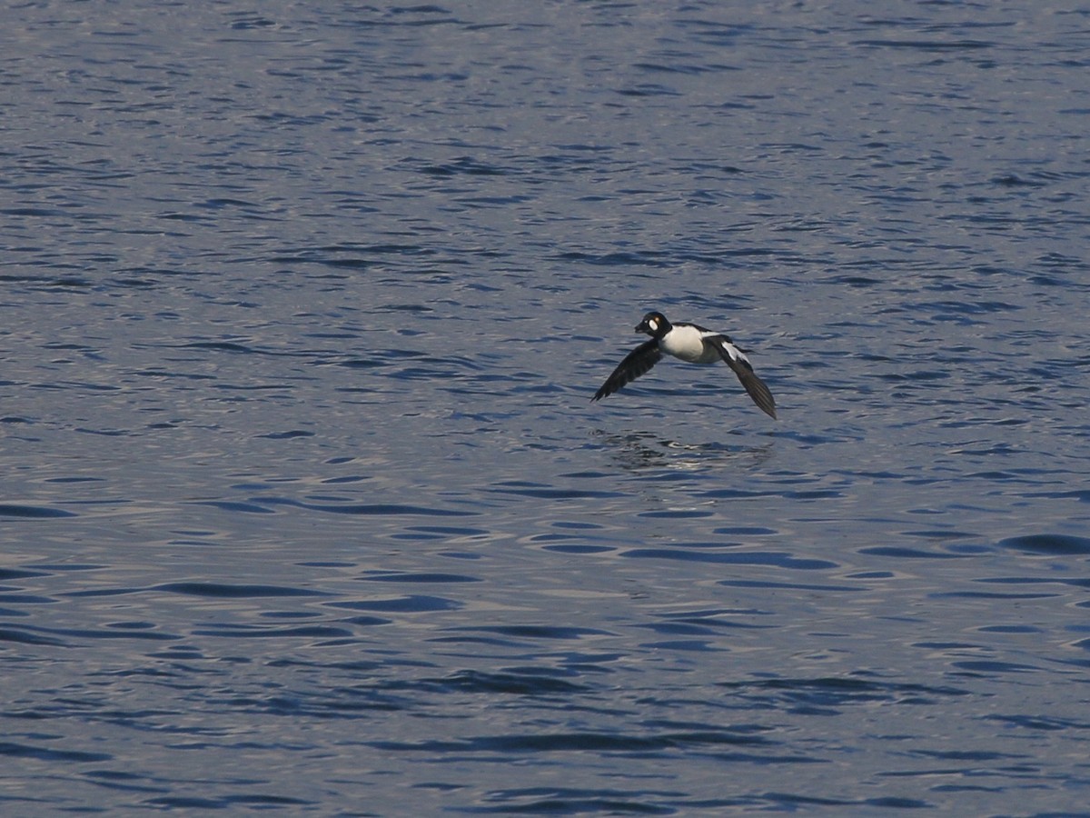 Quattrocchi - ML651707471