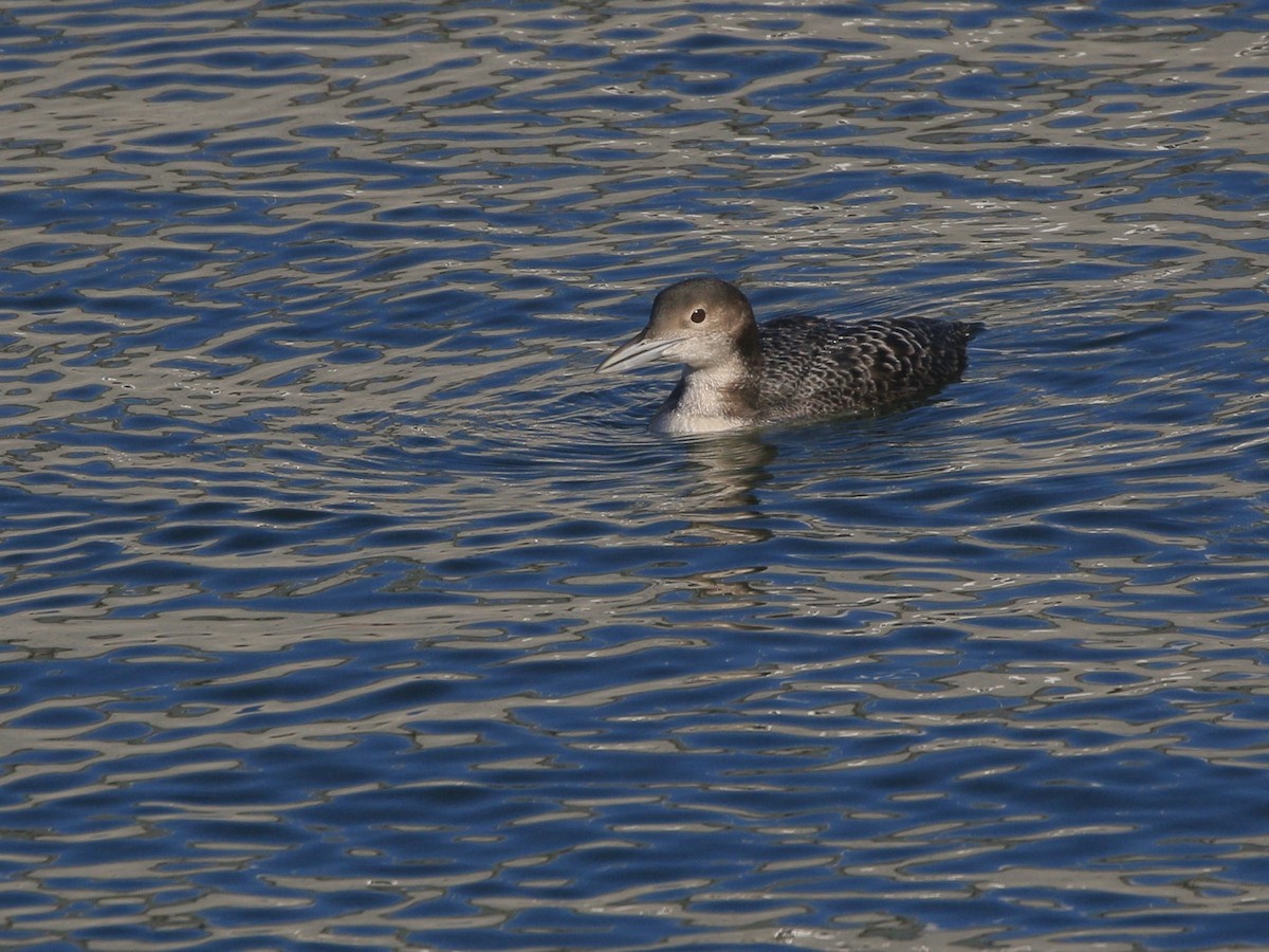 Strolaga maggiore - ML651707475