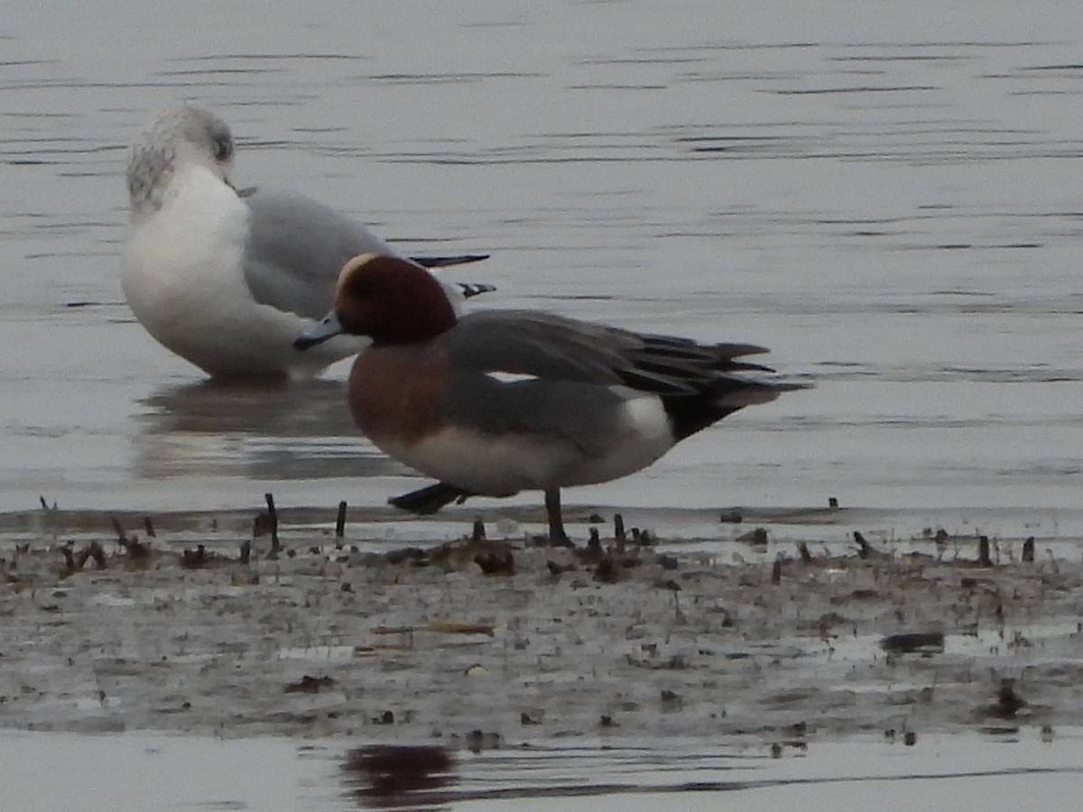 Eurasian Wigeon - ML651707602