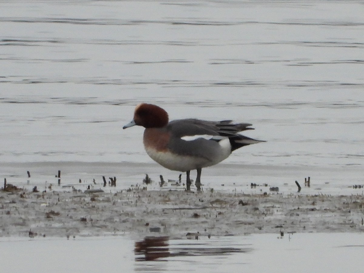 Eurasian Wigeon - ML651707603