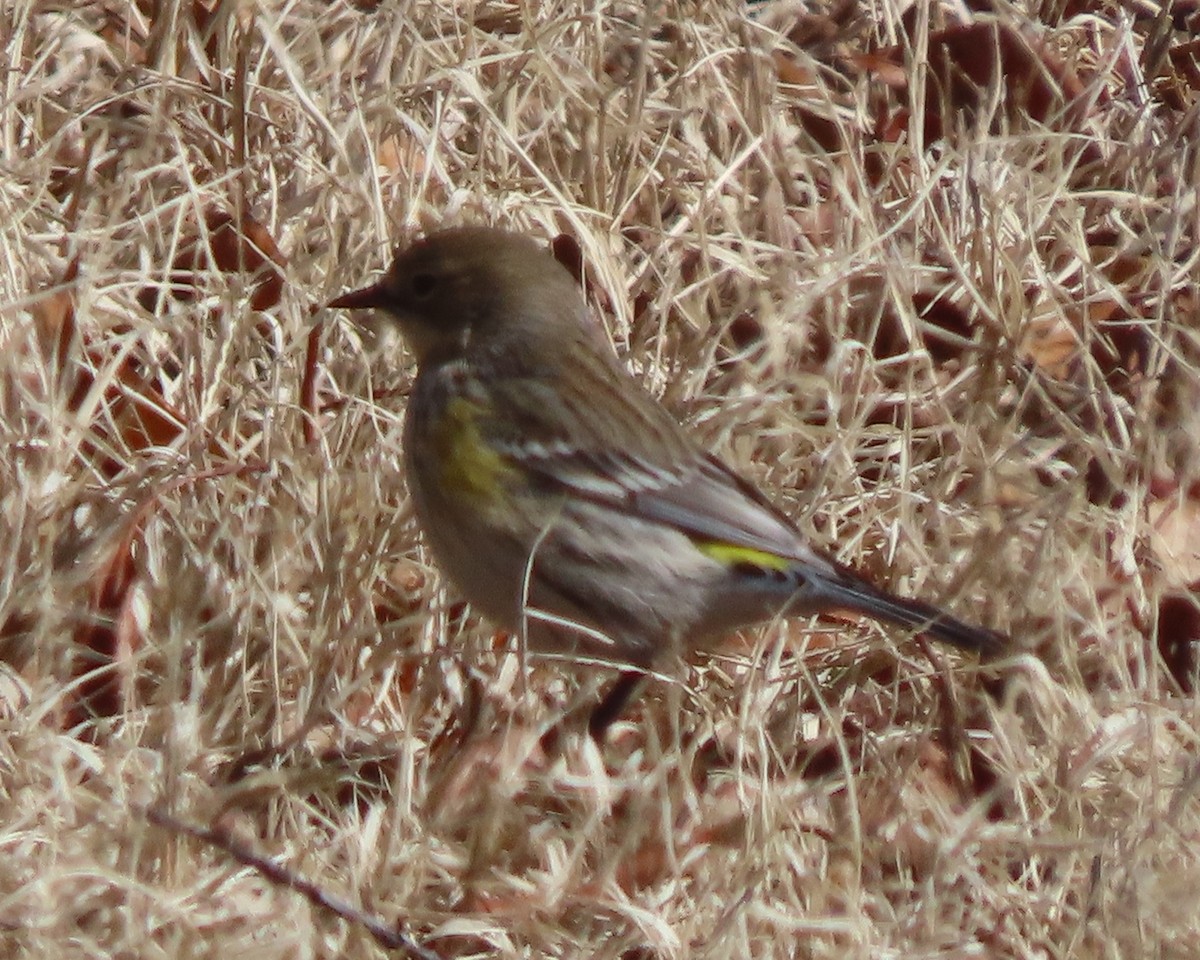 Пісняр-лісовик жовтогузий - ML651707686