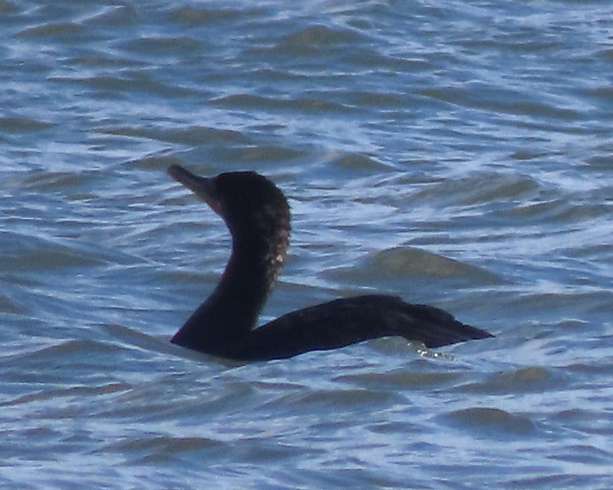 Баклан вухатий - ML651707709