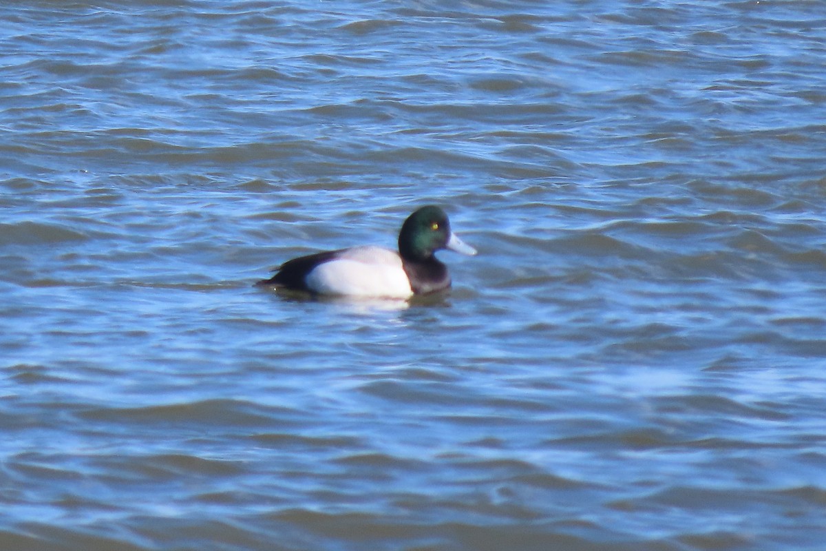 Чернь морська - ML651707724