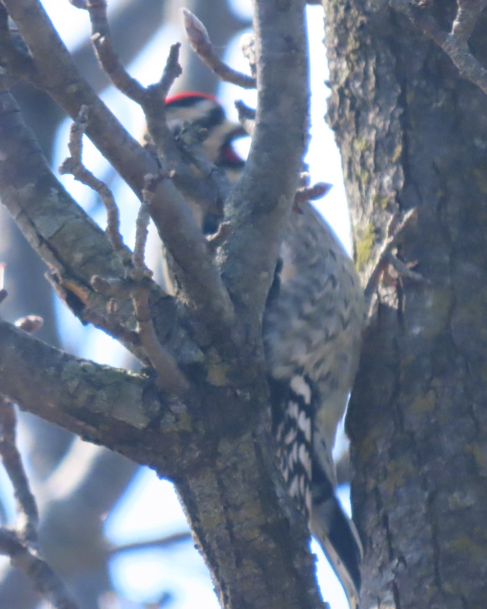 Дятел-смоктун жовточеревий - ML651707876